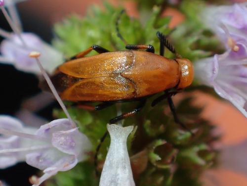 Macrosiagon ferruginea